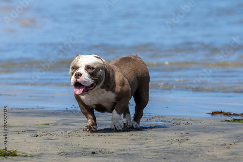 Quadro su tela Stocky gray and white bully-type dog walks along a sandy beach beside calm blue