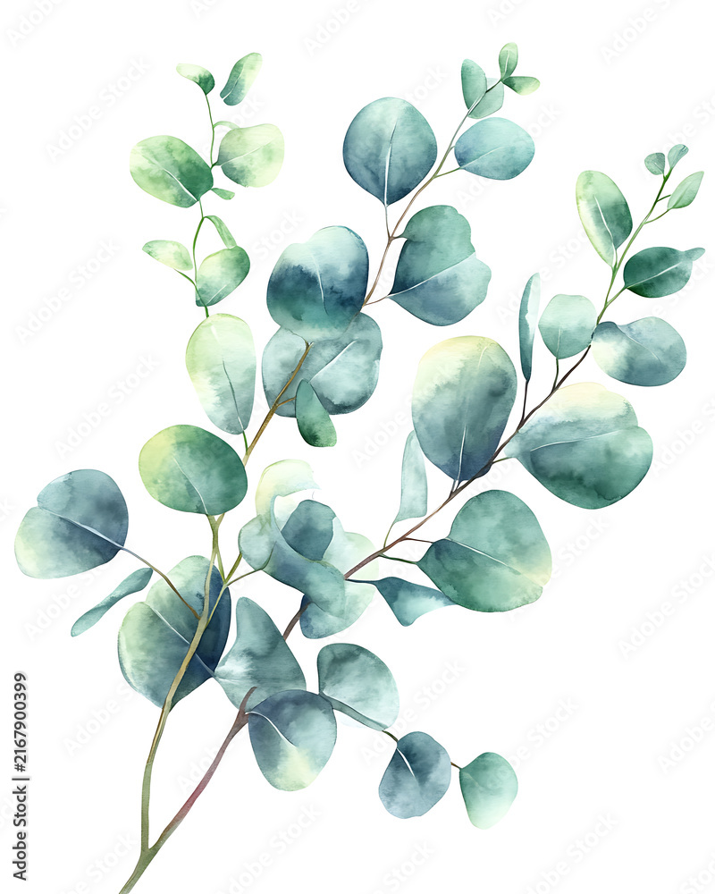 Fototapeta premium Natural tree or leaf isolated white background for decorate