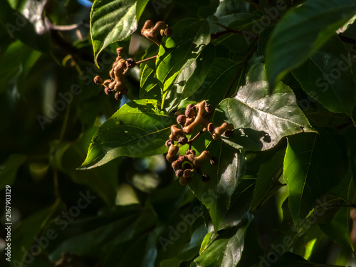 Canvas Print A detailed view of the Hovenia dulcis, commonly known as the Japanese Raisin Tree, showcasing its unique swollen peduncles against a backdrop of vibrant green leaves and a bright blue sky