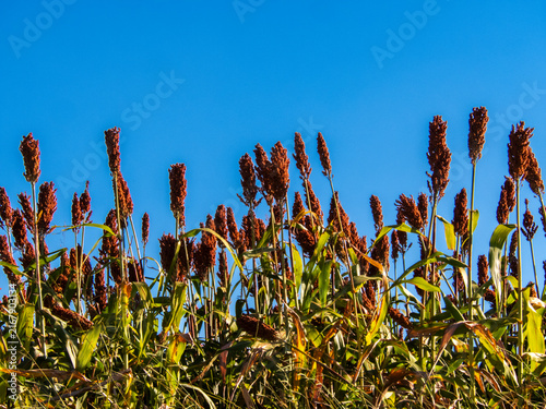 Foto Low angle view of ripe red sorghum panicles growing in an agricultural field against a clear blue sky background
