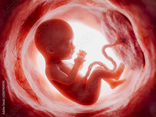 Human fetus development inside the womb with umbilical cord 3D illustration