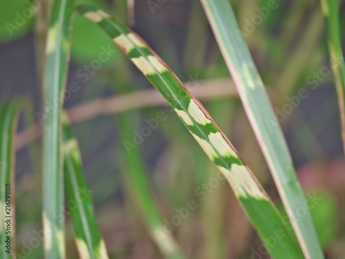 Tokyo,Japan - August 24, 2026: Closeup of Zebrinus or zebra grass

