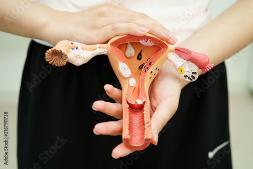 Fotografía Uterus, Asian woman holding human anatomy model.