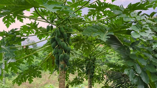 Green Papayas Growing on Tree in Tropical Farm Fresh Fruit Vitamins
