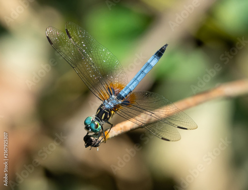 Cuadro en lienzo Closeup of a blue dasher dragonfly insect