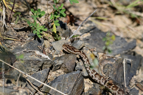 snake on the ground in the wild