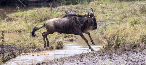 Wildebeest leaping over stream at water crossing during great migration from Tanzania to Kenya in east Africa
