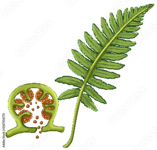 Botanical Illustration of a Fern Frond and Sporangium Cross Section
