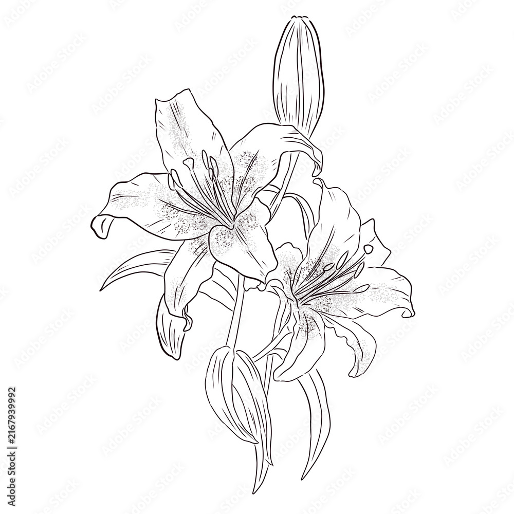 Fototapeta premium lily flower outline sketch illustration isolated on transparent background