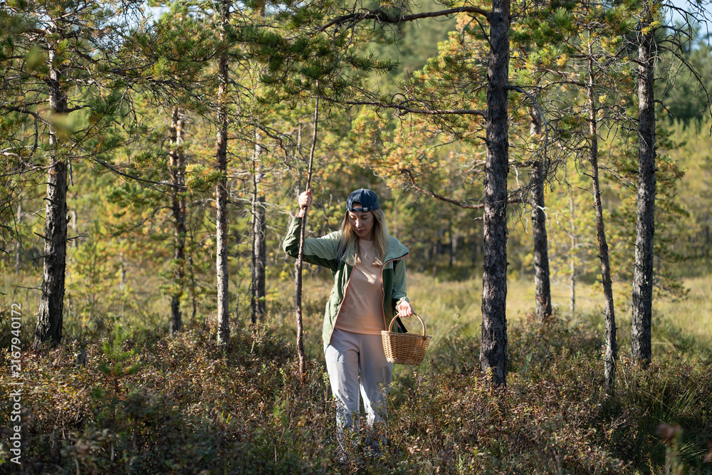 Fototapeta premium Middle aged woman forager walking through swampy pine forest carrying basket and using long stick for support, navigating wet woodland terrain, outdoor activity, nature escape and healthy lifestyle.