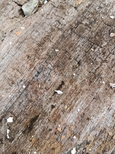 Canvastavla ooden Surface with Eggshell Fragments