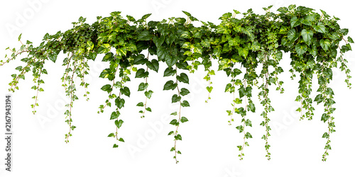Fresh green ivy vines hanging isolated on a white background with climbing isolated background botanical perennial decoration