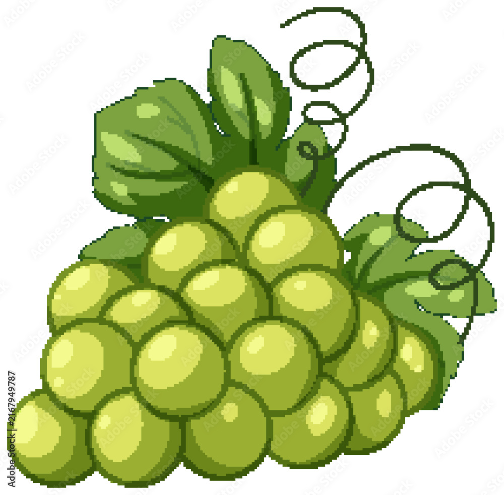 Fototapeta premium Bunch of Fresh Green Grapes with Leaves and Vines Illustration