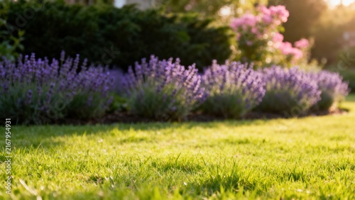 Neat Row of Purple Lavender Shrubs Bordering a Green Lawn in Golden Light