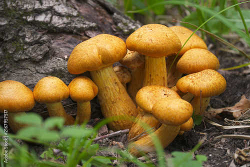 Cluster of orange mushrooms growing near a tree trunk in the forest