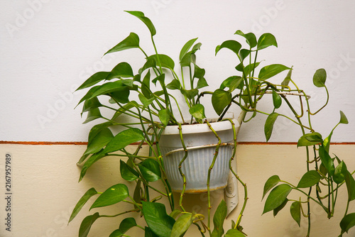 Pothos plant in a white plastic pot hanging on a wall