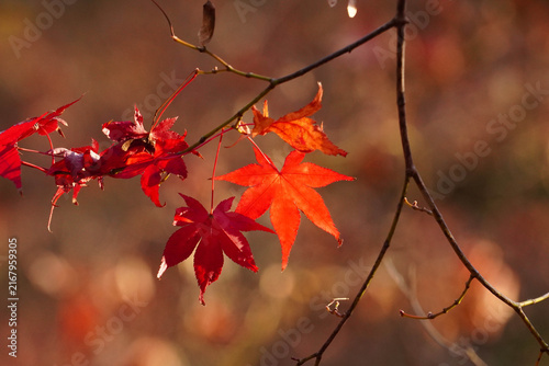 光に透かされた楓の紅葉