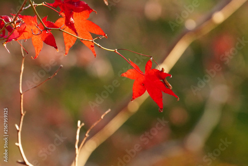 光に透かされた楓の紅葉