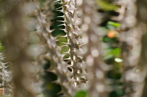 Canvastavla The trunk of the Crown of Thorns (Euphorbia milii) tree looks unique and abstract when photographed with focus and blur on some of its trunks and the thorns on the tree trunk look very sharp