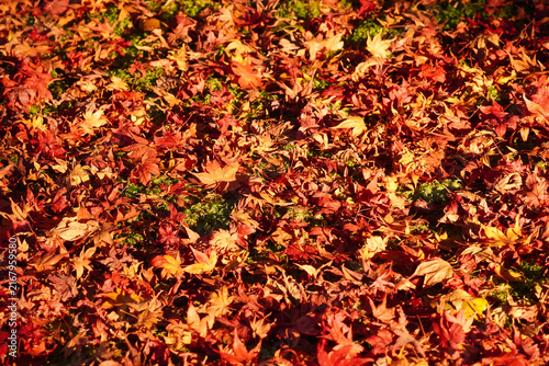 地面に落ちた楓の紅葉した葉