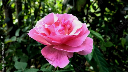pink rose flower