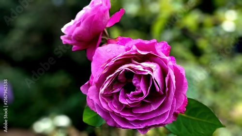 pink rose in garden