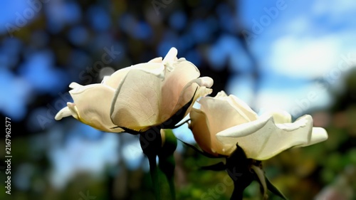 single white rose