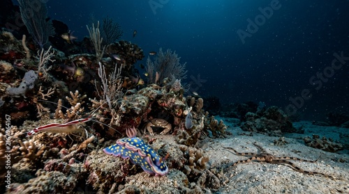 Midnight Reef Awakening – Nocturnal Marine Life on the Seafloor