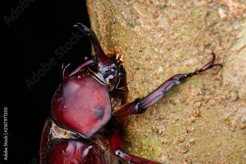 Foto Extreme macro of male Japanese rhinoceros beetle feeding on tree trunk