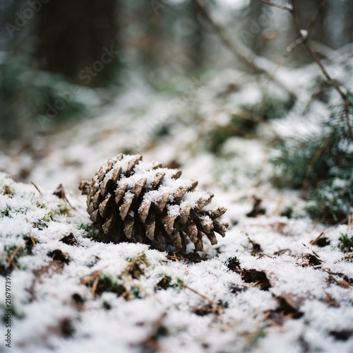 Pine cone covered with fresh snow resting on frozen forest ground, closeup shot of winter natural cold landscape detail.