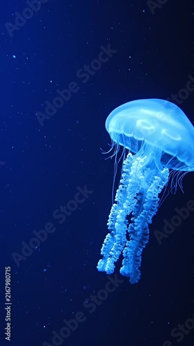 Vibrant blue jellyfish glowing in the deep dark ocean water, graceful marine life swimming in peaceful aquatic environment