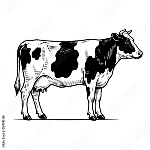 Black and white spotted dairy cow standing side view illustration in a vintage hand drawn style for farm animal design