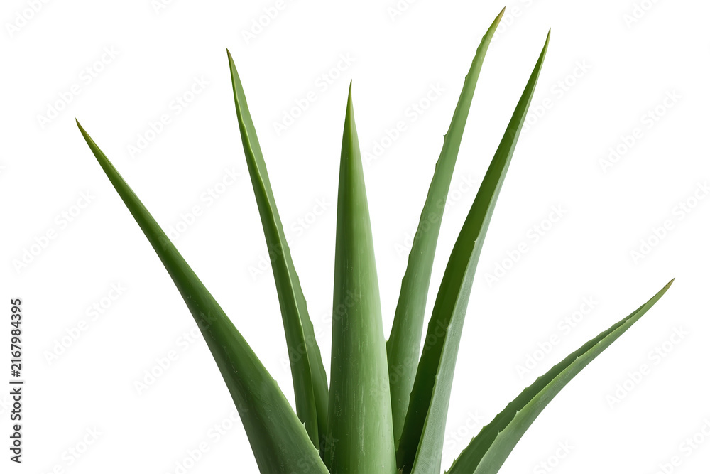 Obraz premium Fresh aloe vera plant leaves viewed from front