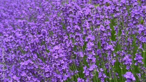 Close-up view of a honeybee pollinating vibrant purple lavender flowers blooming in a lush green field, capturing a serene moment in a sunny summer garden.