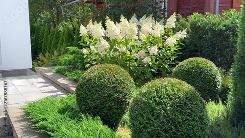 Lush, neatly landscaped backyard garden featuring spherical pruned thuja shrubs, blooming white panicled hydrangeas, and low evergreen junipers along a paved stone walkway.