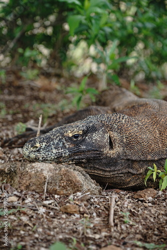фотографія Komodo dragon resting his head on ground at Komodo National Park