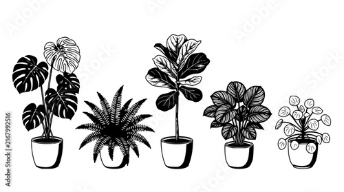 Houseplant set with detailed line drawings featuring monstera, pineapple plant, fiddle leaf fig, peperomia, and succulents with pots and stems