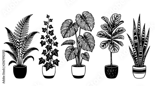 Plants set with detailed line art featuring fern, ivy, monstera, ficus, and snake plant with botanical elements and monochrome design