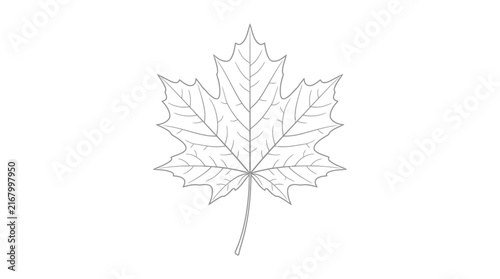 Maple leaf vector outline icon, simple botanical line art illustration for autumn design
