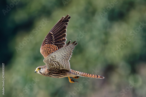 Bild auf Leinwand カエルを持ち運ぶチョウゲンボウ(Common Kestrel)の雌