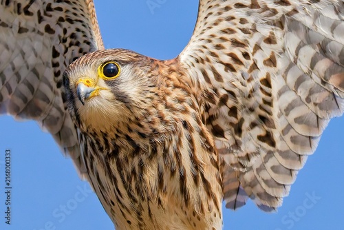 Bild auf Leinwand 羽搏くチョウゲンボウ(Common Kestrel)雌のクローズアップ