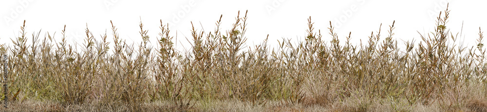Naklejka premium 3D render of dry wild grass line on transparent PNG background, isolated autumn weeds border cutout for architectural rendering and nature design.