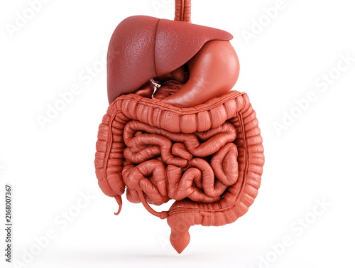 Human Intestines Digestive System Anatomical Illustration