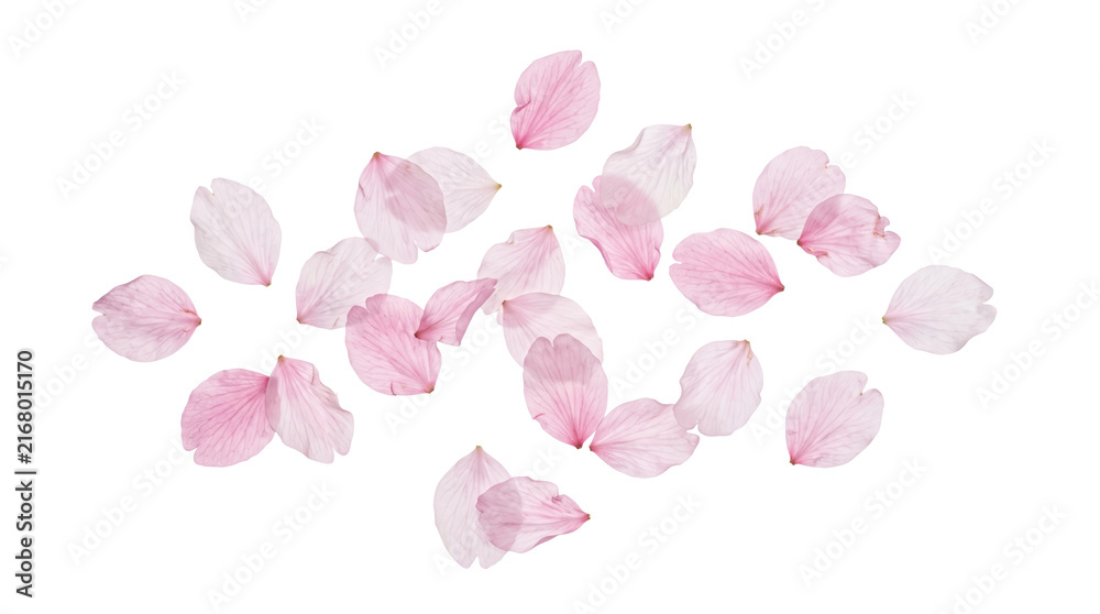 Fototapeta premium 舞い散る美しい桜の花びらデザイン素材 背景透過 PNGファイル