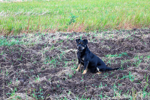 Fotografie A black and tan dog sits attentively on plowed soil next to a green field on a sunny day