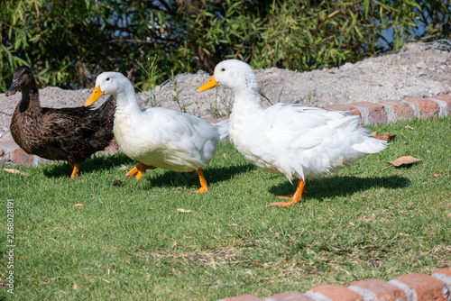 Several ducks, including a brown one and two white ones, walk gracefully on lush green grass by the boardwalk in Jamay, Jalisco, enjoying a sunny day outdoors.