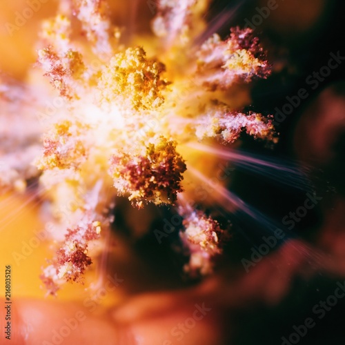 Yellow explosive sun burst with electric purple particles radiating from a center against a deep orange background, for special effects and graphic design