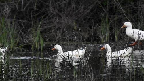 A peaceful scene of white ducks swimming together across calm water. Their reflections ripple gently on the surface, creating a beautiful natural atmosphere.
