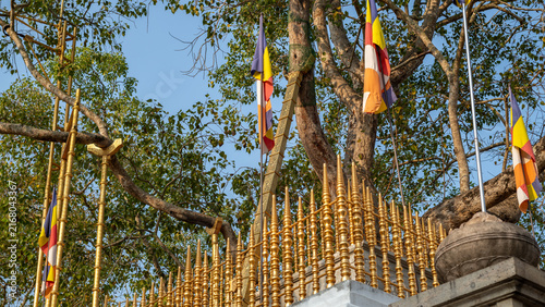 Quadro su tela Jaya Sri Maha Bodhi sacred tree in Anuradhapura, Sri Lanka, surrounded by a gold