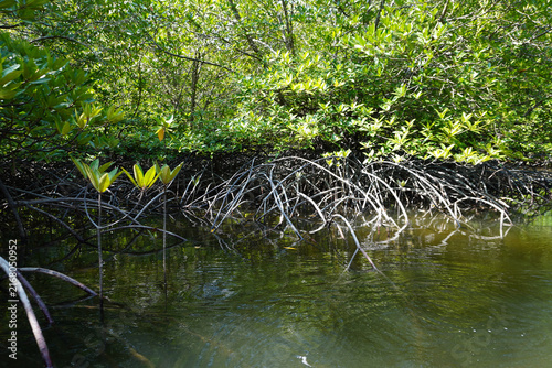 Foto The fertile mangrove forest on the coast of Ban Tha Din Daeng, Thai Mueang Distr